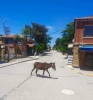 sokağa çıkma yasağından muaf tutulanlar / #2032377