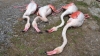 göç yolundaki 4 flamingoyu tüfekle vuran vandallar / #1838492