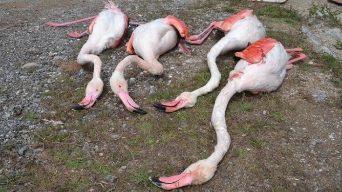 göç yolundaki 4 flamingoyu tüfekle vuran vandallar