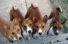 basenji