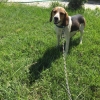 beagle sahiplendirme / #1471546