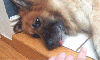 köpek / #1073605