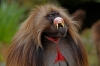 gelada babunu / #1802474