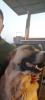 sözlük yazarlarının köpekleri / #2428409