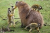 capybara / #1424575