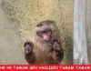 türkiye deki kızlar için fazla kültürlü biri olmak / #1208837