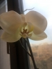 orkide tomurcuğunun baş vermesi