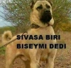 sadettin köpeğe pusu planlayan sivaslılar / #1665038