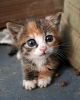 sevimli kedi fotoğrafları