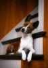 basenji