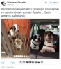 köpek / #1126286