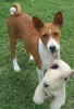 basenji