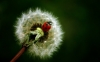 dandelion / #1728860