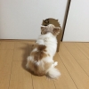 köpek / #1047754