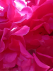pembe / #2424985