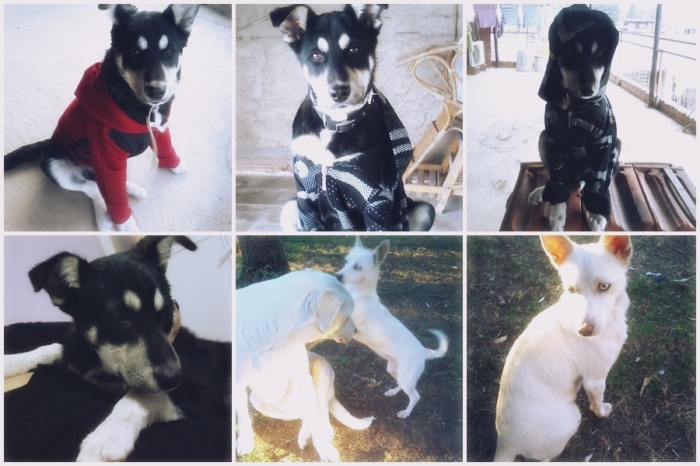 köpek