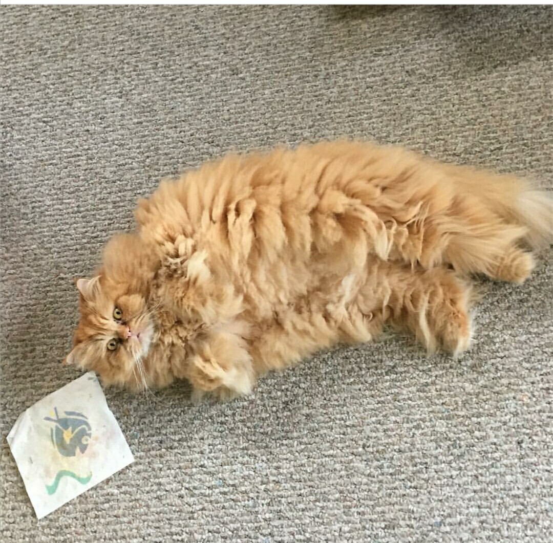 bir insan neden kedi sever - uludağ sözlük