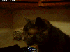kedi ve köpeklerin olmadığı sokaklar istiyoruz / #1441471