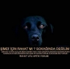 sokak köpeği görmek is te mi yo rum / #1691577