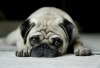 köpek / #1044901