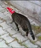 sevgilin mi denize düşse kurtarırsın rte mi / #1190402