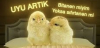 hadi uyu artık