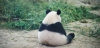 panda ların neslinin tükenmemesine çözüm