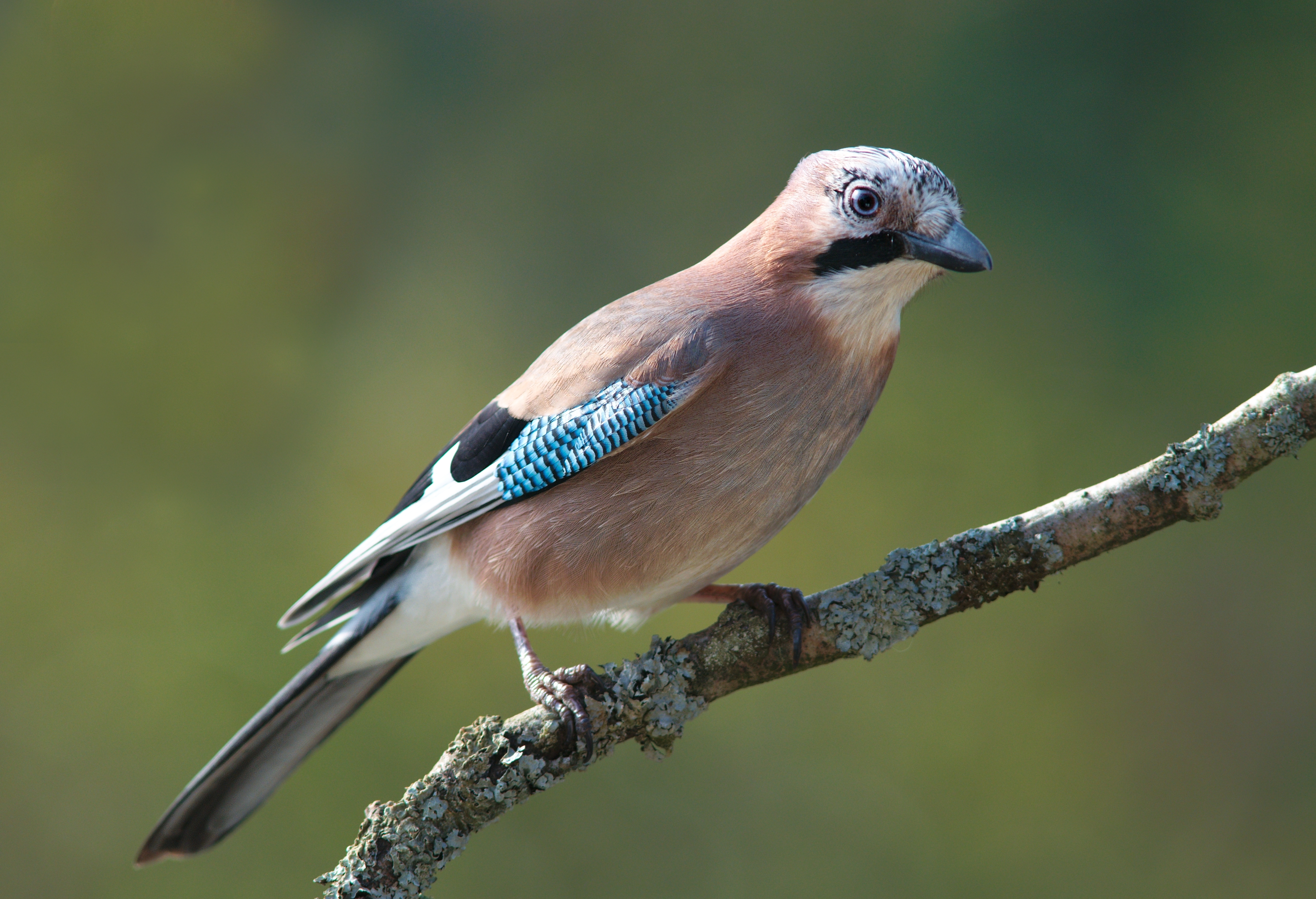 Другое название птиц. Со́йка garrulus glandarius. Сойка garrulus glandarius. Сойка обыкновенная. Сойка Подмосковная.