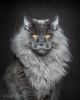 maine coon / #1614132