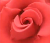 gül / #2425853
