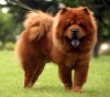 kızlarla tanışmak için köpek gezdirmek / #2041452