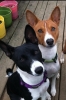 basenji