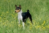 basenji