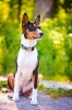 basenji