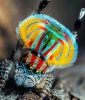 peacock spider