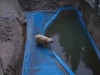kutup ayısı arturo delirerek öldü