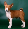 basenji