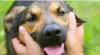 köpeklerin sahibine kavuşunca mutluluktan ağlaması / #2255108