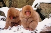 kutup maymunları