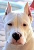 dogo argentino