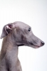 greyhound / #1512669