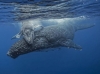 kambur balina