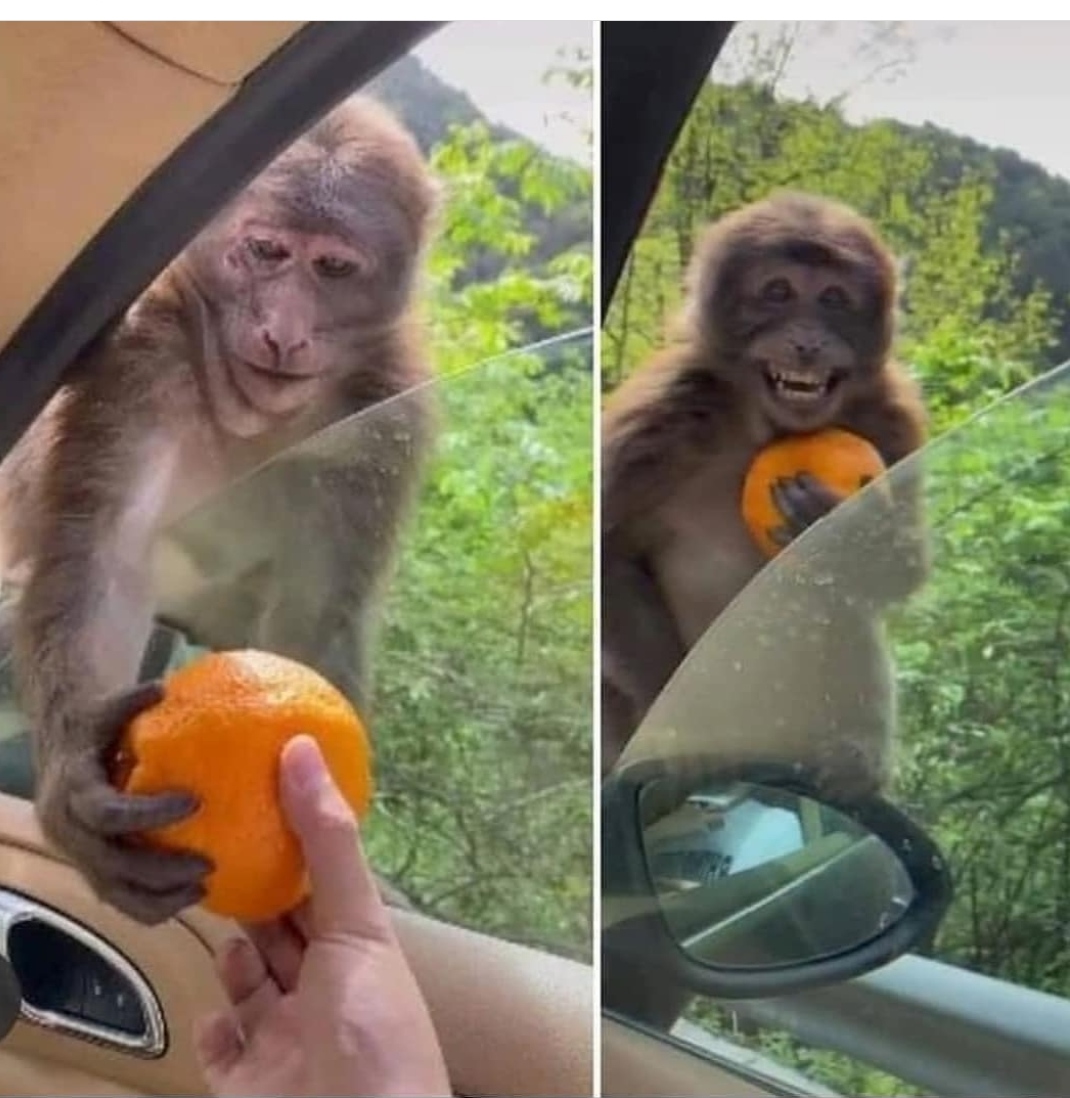 Мем обезьяна ладно