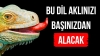 karton toplayan kertenkele / #2314614