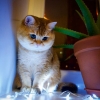 hosico cat