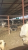ineklerin kendi boklarının üstünde yatması / #1215470