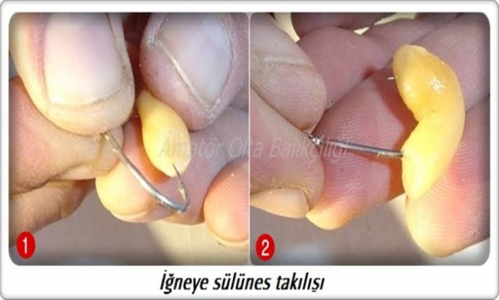 bir balık yemi olarak türk erkeği pipisi