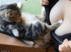 şanslı kediler bazen kedi olmak / #1446540