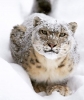 snow leopard / #2156614