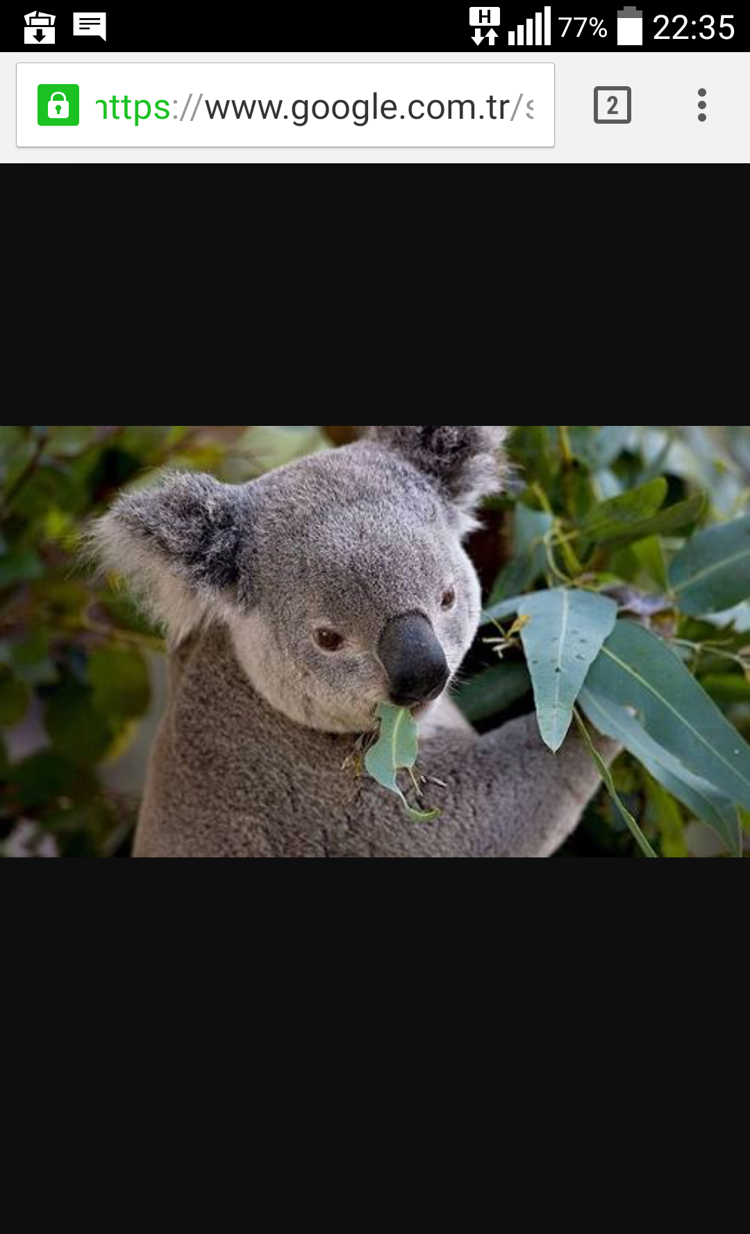 Мокрая коала гугл. Мокрая коала сфотошопленная. Мокрая коала 18 цензура. Мокрая коала почему нельзя гуглить. Мокрая коала почему нельзя